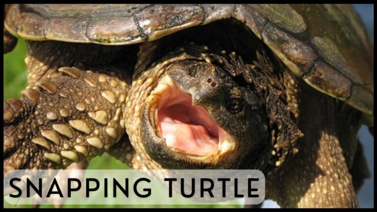 Snapping Turtle