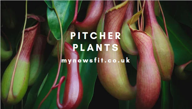 Pitcher Plants