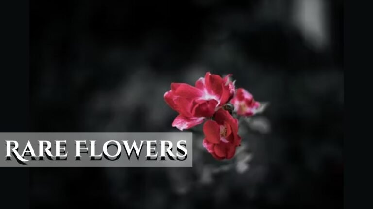 Rare Flowers